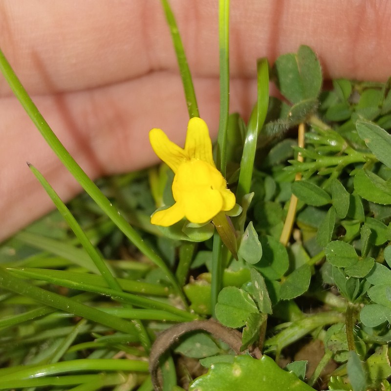 Linaria reflexa subsp. reflexa photo 4