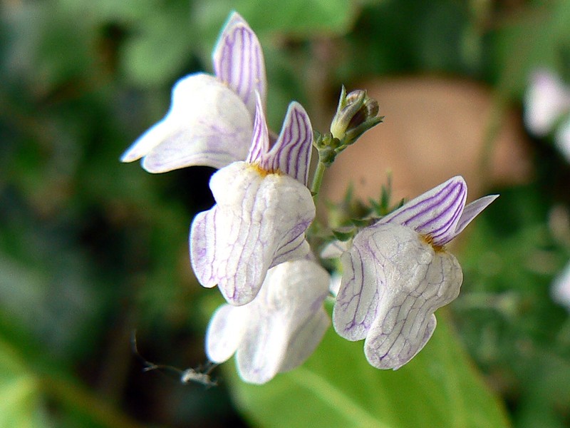 Striped Toadflax photo 2