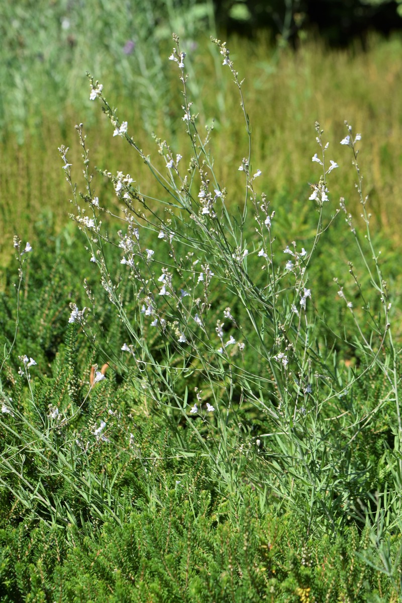 Striped Toadflax photo 3