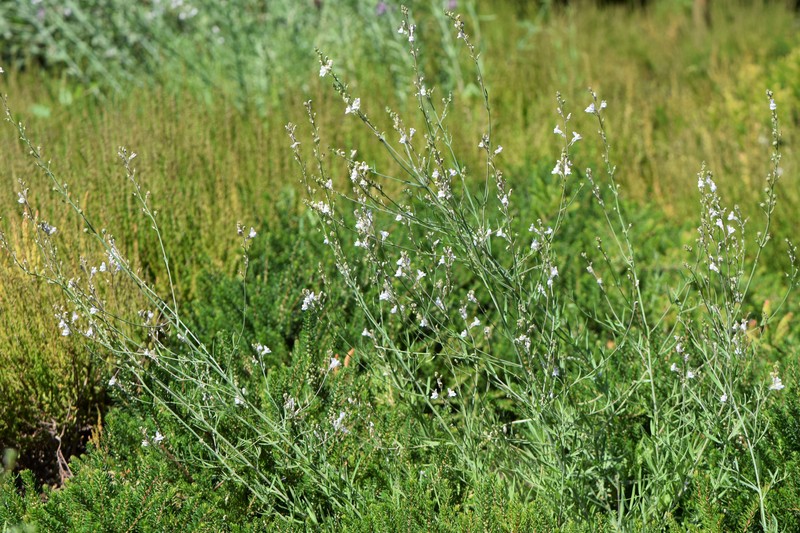 Striped Toadflax photo 4