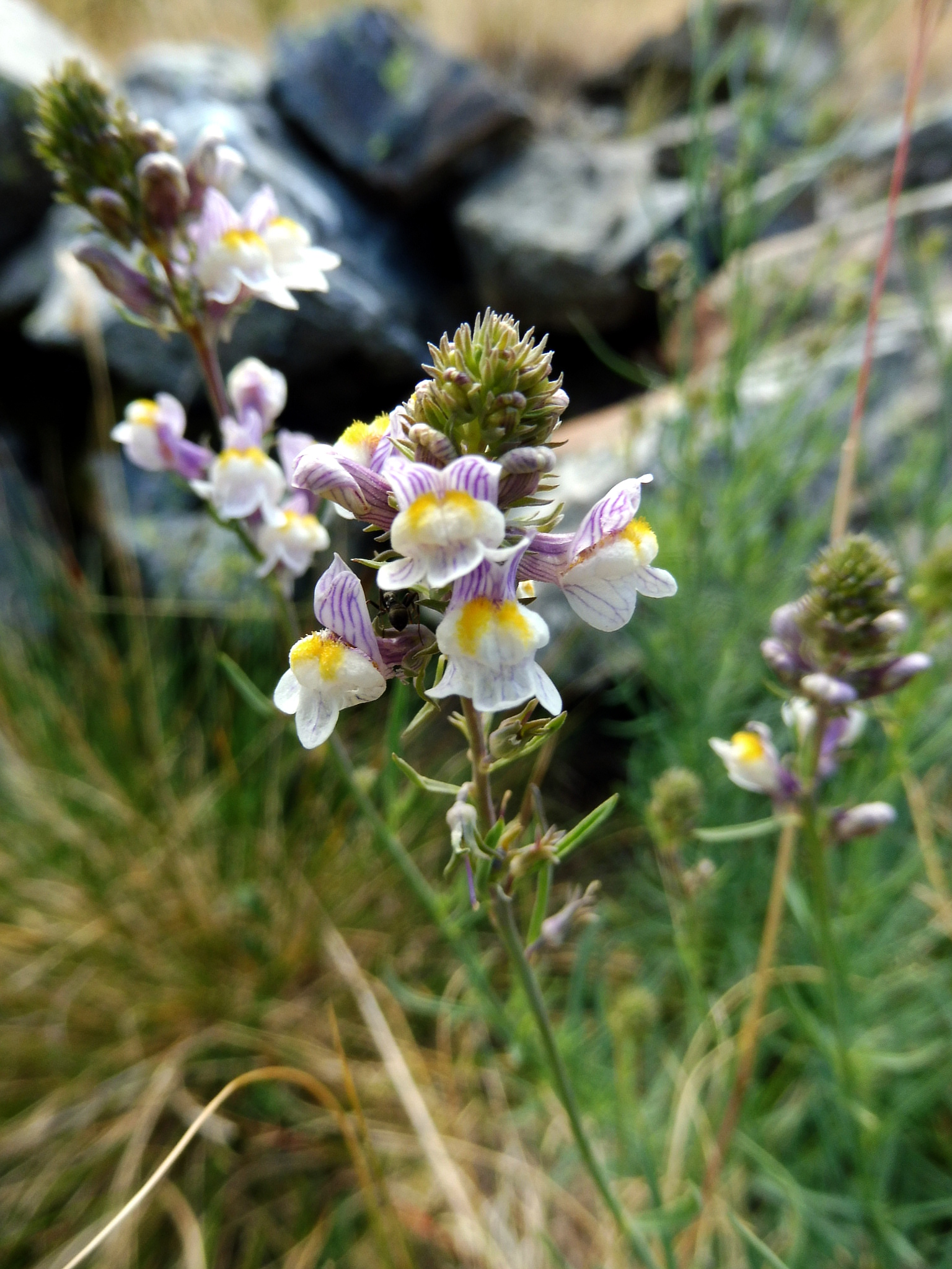 Striped Toadflax