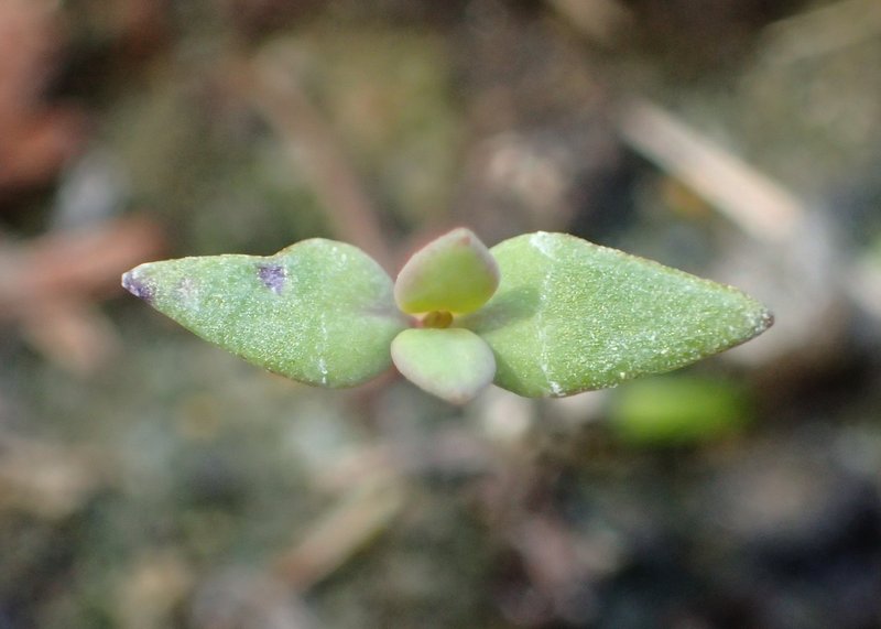 Striped Toadflax photo 5