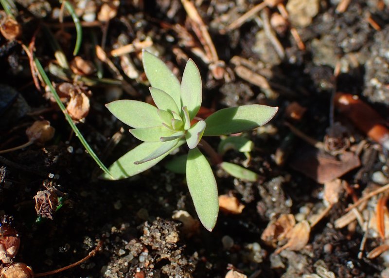 Striped Toadflax photo 6