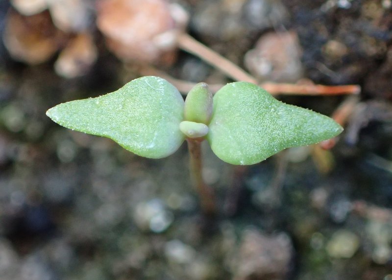 Striped Toadflax photo 8