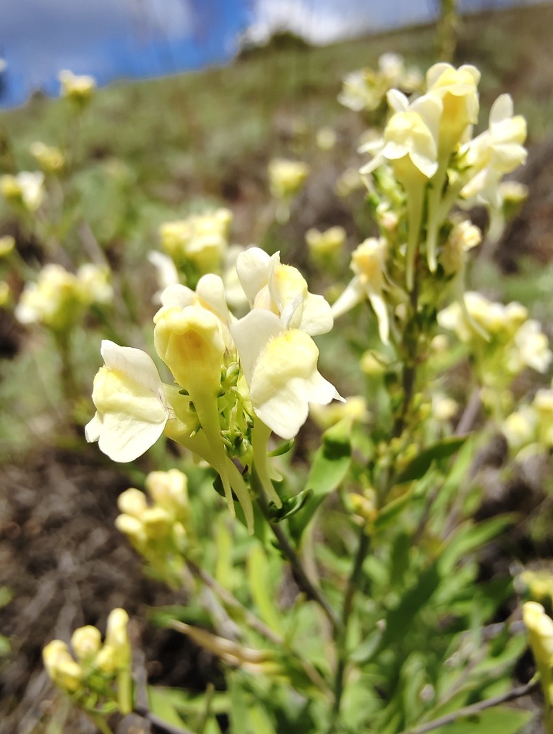 Linaria rubioides subsp. rubioides