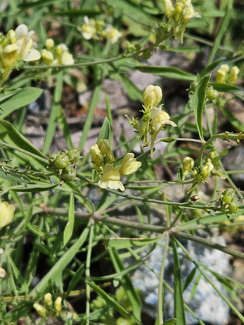Linaria rubioides subsp. rubioides photo 2
