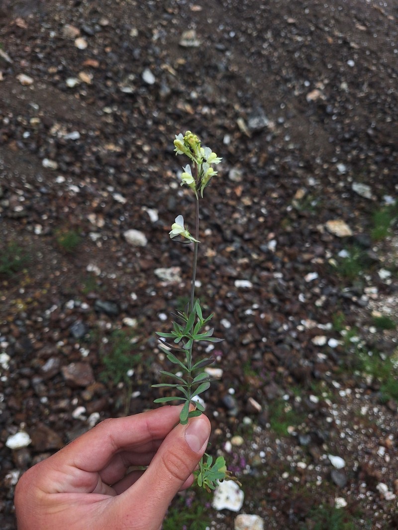 Linaria rubioides subsp. rubioides photo 3