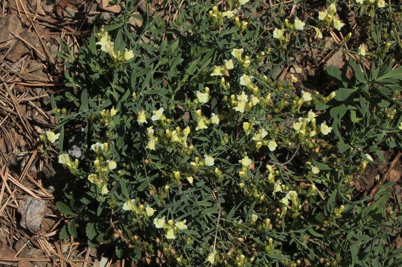 Linaria rubioides subsp. rubioides photo 4
