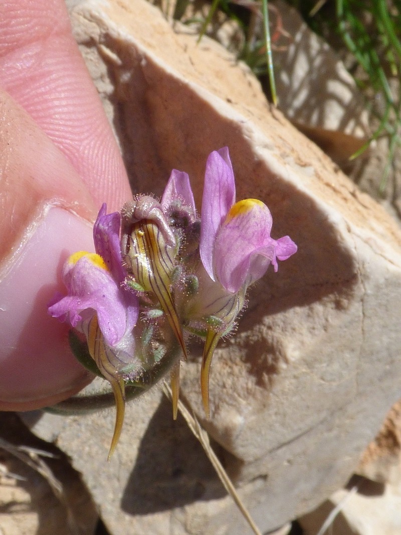 Linaria sagrensis