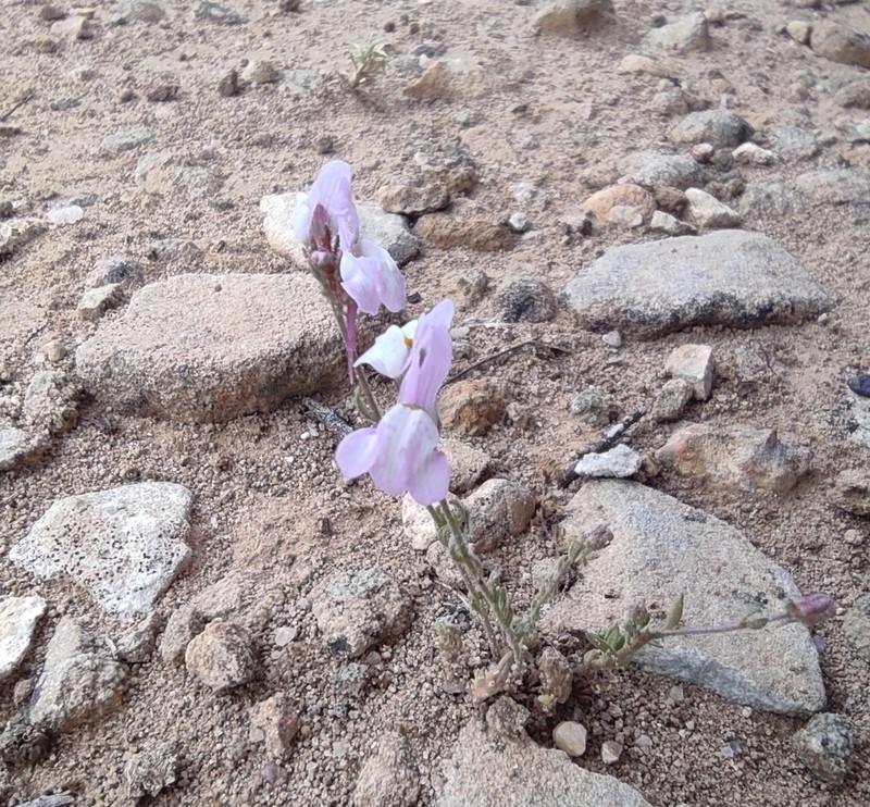 Linaria semialata
