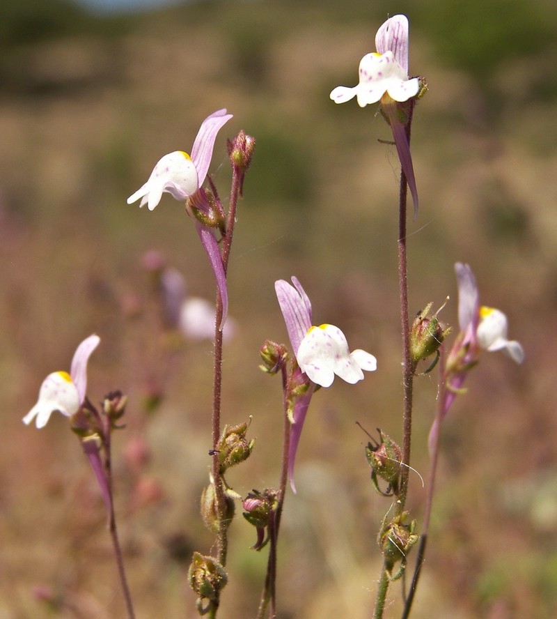 Linaria semialata photo 2