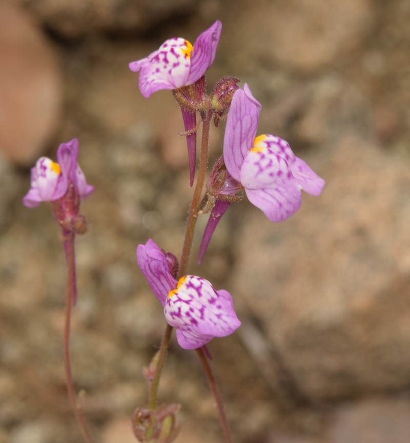 Linaria semialata photo 3