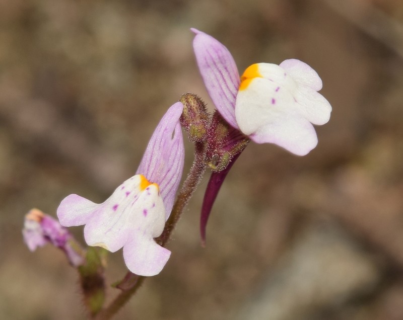 Linaria semialata photo 4