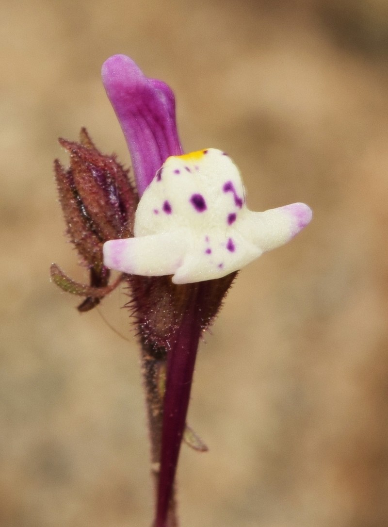 Linaria semialata photo 5