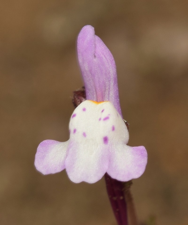 Linaria semialata photo 6