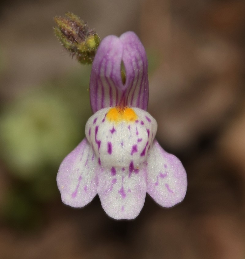 Linaria semialata photo 7