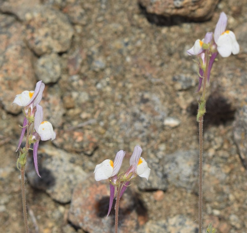 Linaria semialata photo 8