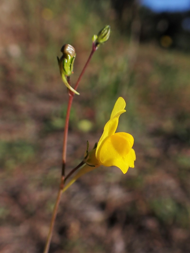 Ballast Toadflax photo 4
