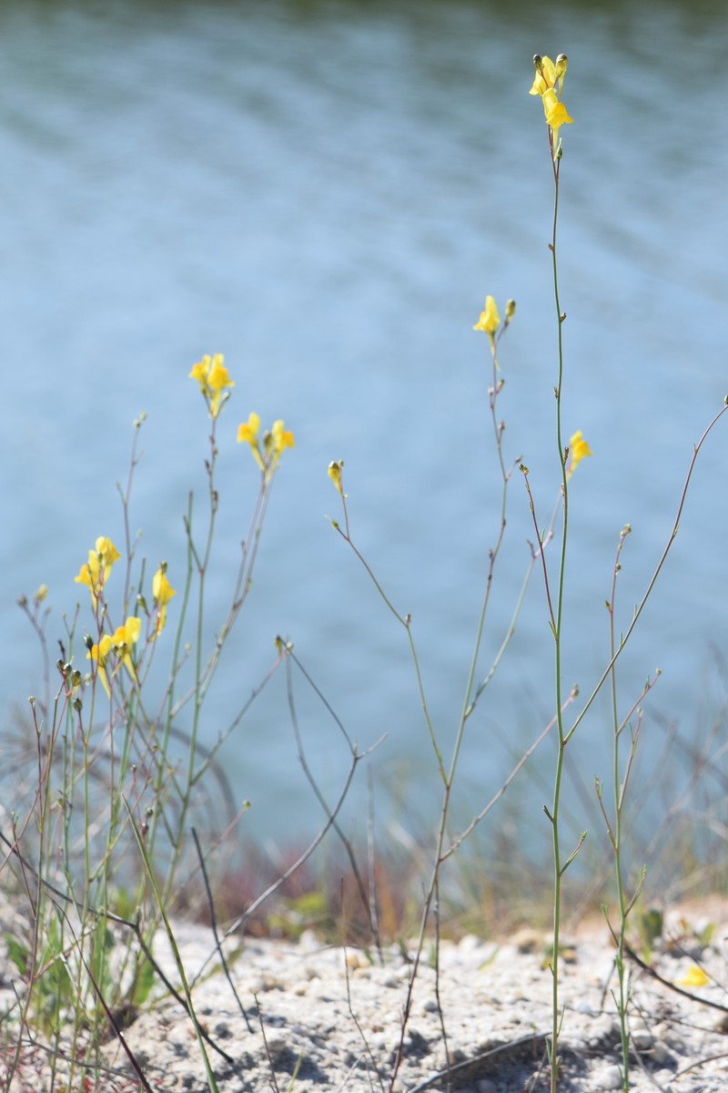 Ballast Toadflax photo 2