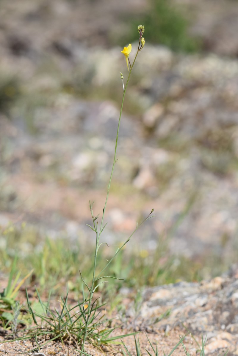 Ballast Toadflax photo 3