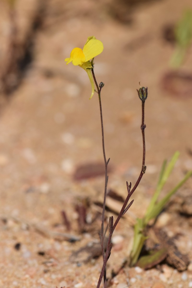 Ballast Toadflax