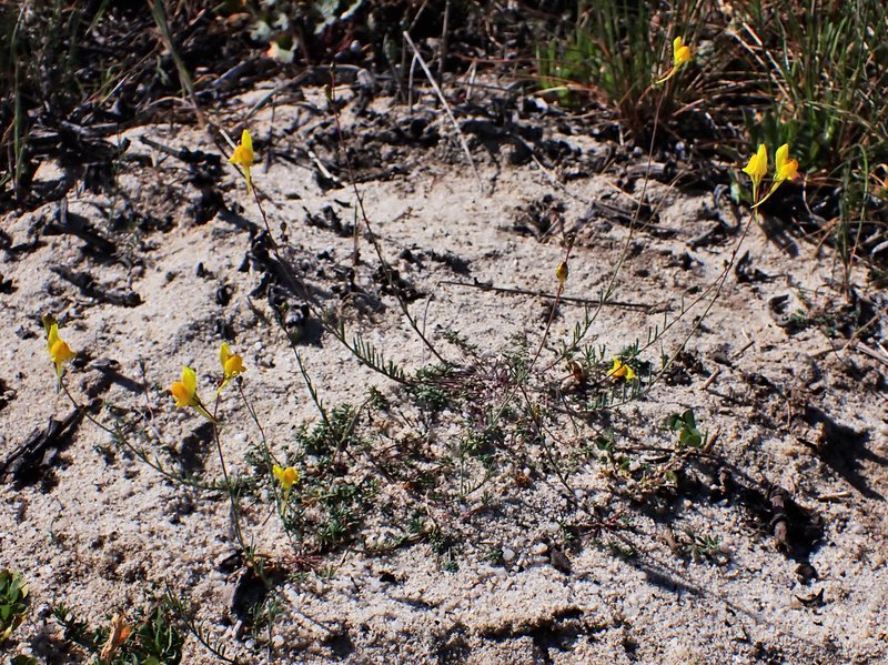 Ballast Toadflax photo 5