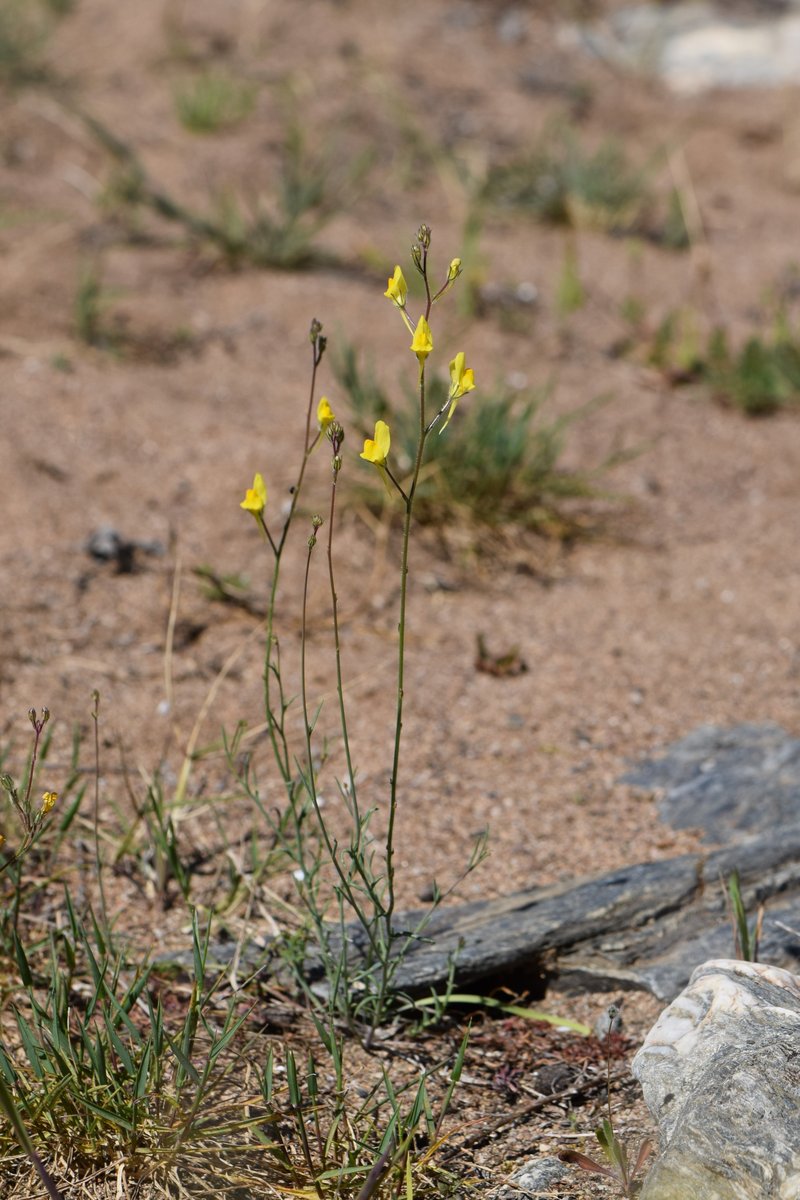 Ballast Toadflax photo 6