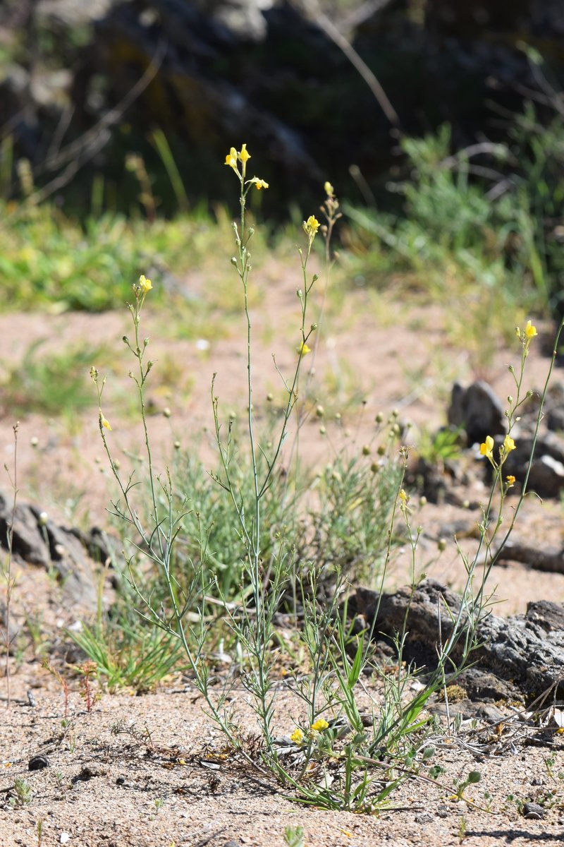 Ballast Toadflax photo 7