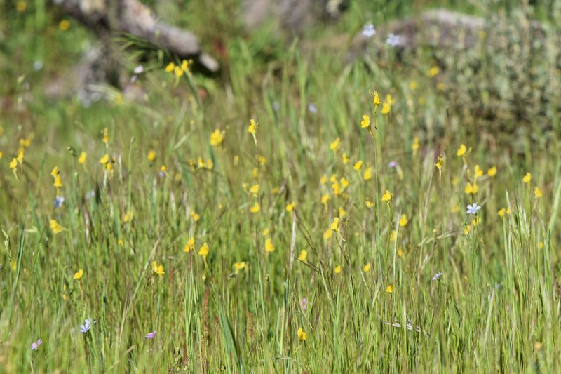 Ballast Toadflax photo 8