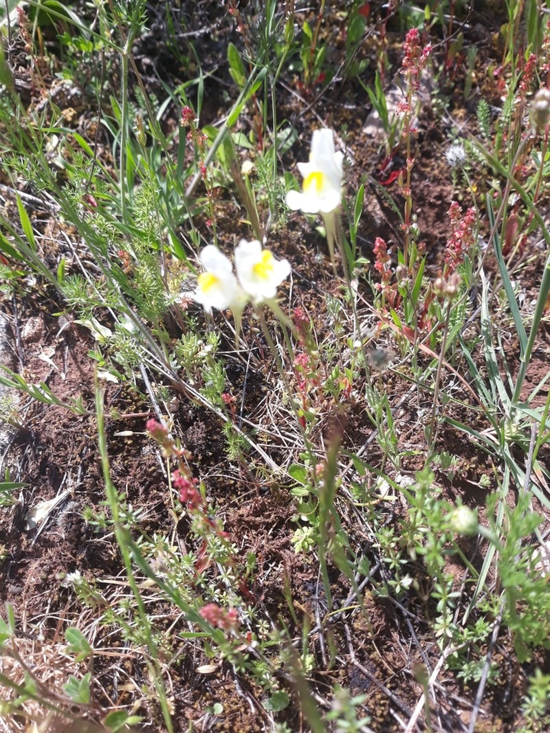 Linaria subbaetica