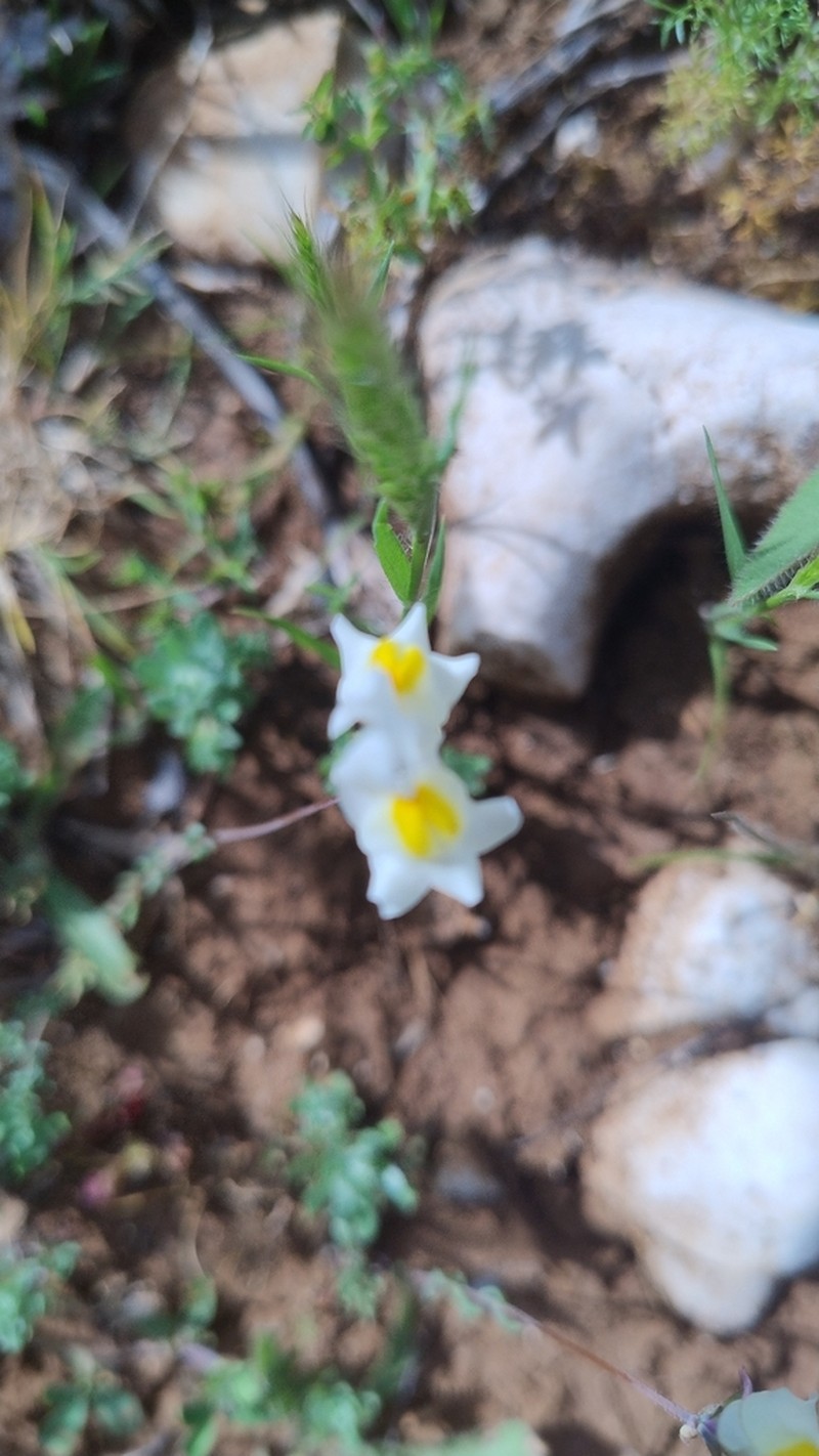 Linaria subbaetica photo 2