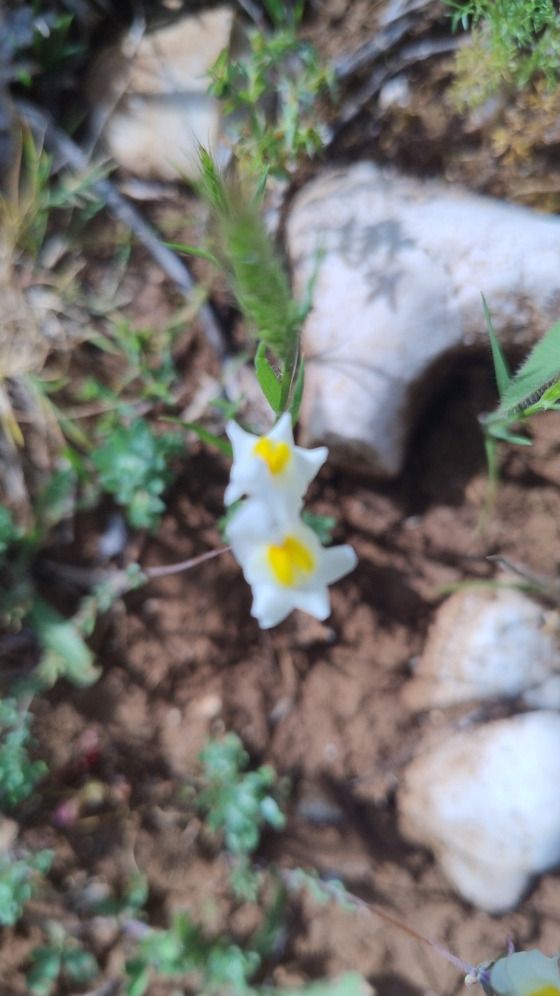Linaria subbaetica photo 5