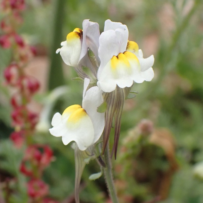 Linaria subbaetica photo 6