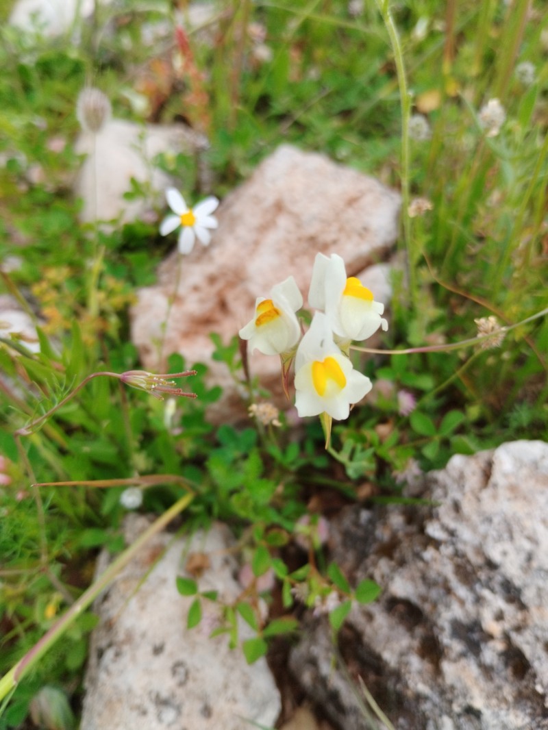 Linaria subbaetica photo 7