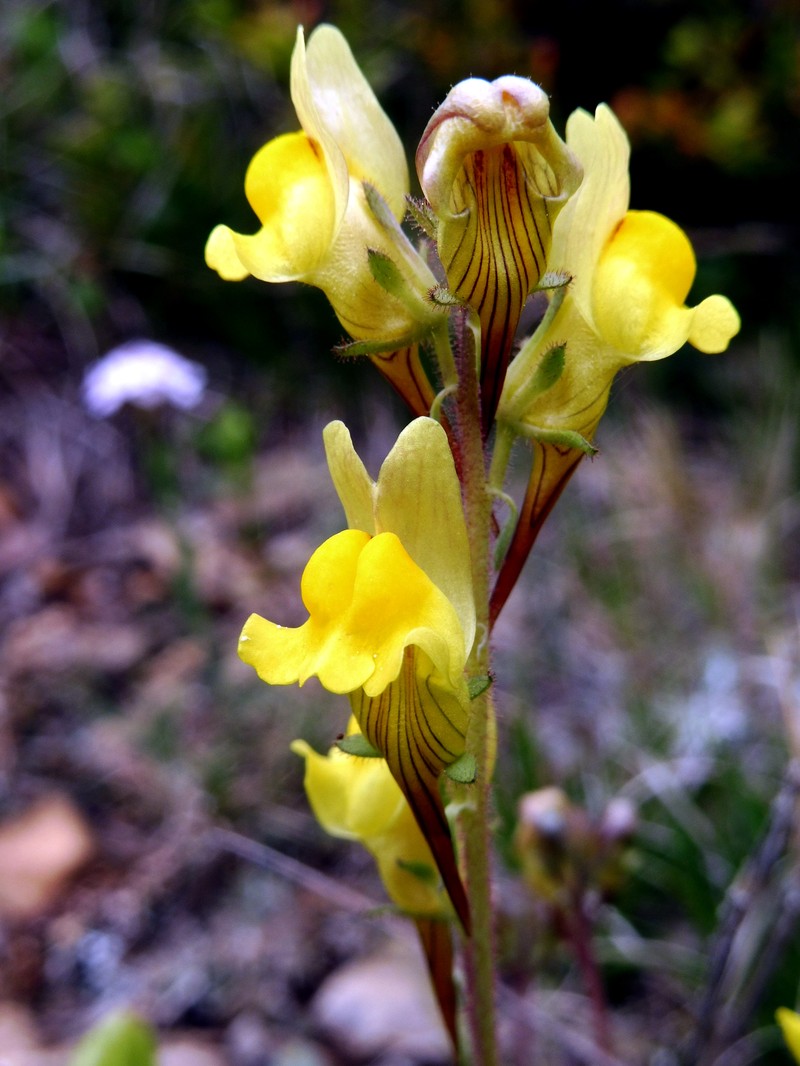 Lesser Butter And Eggs