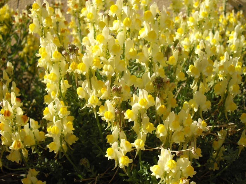 Lesser Butter And Eggs photo 8