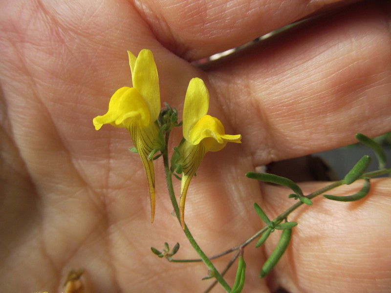 Linaria supina subsp. supina