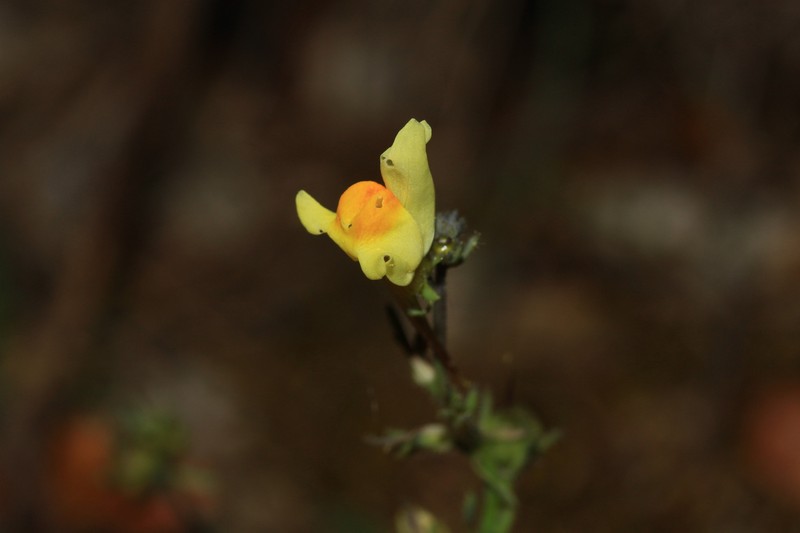 Linaria supina subsp. supina photo 2