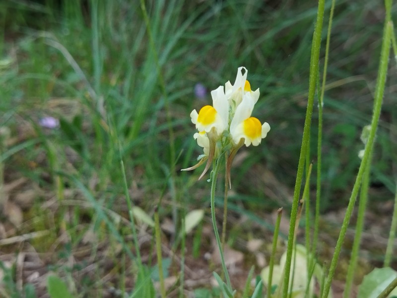Linaria supina subsp. supina photo 3