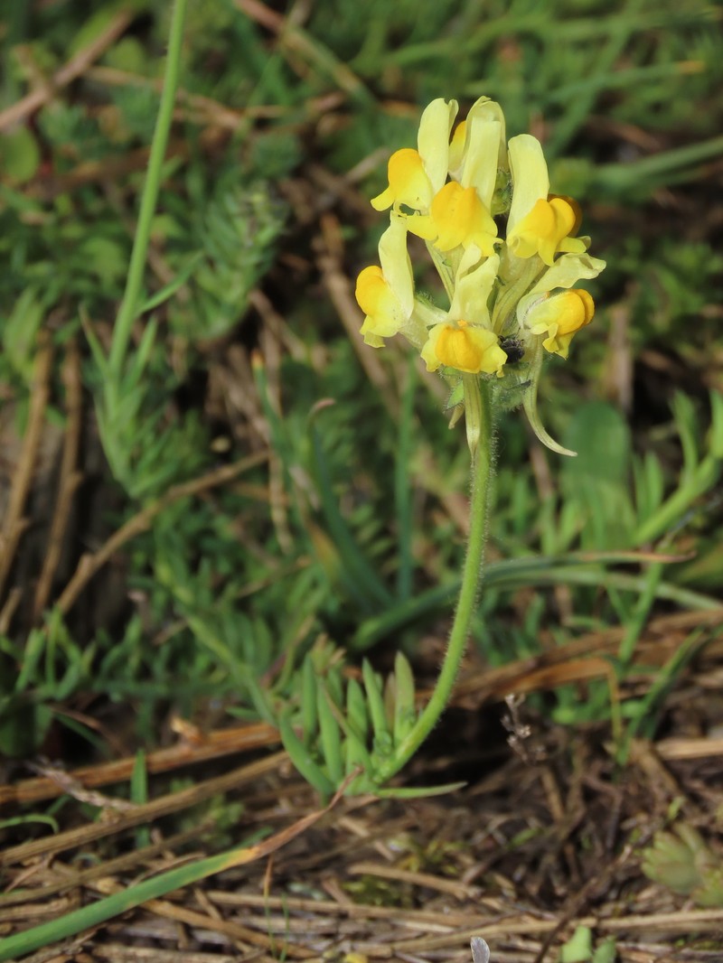 Linaria supina subsp. supina photo 4