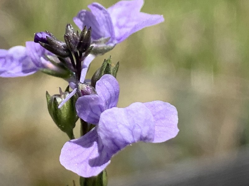 Texas Toadflax