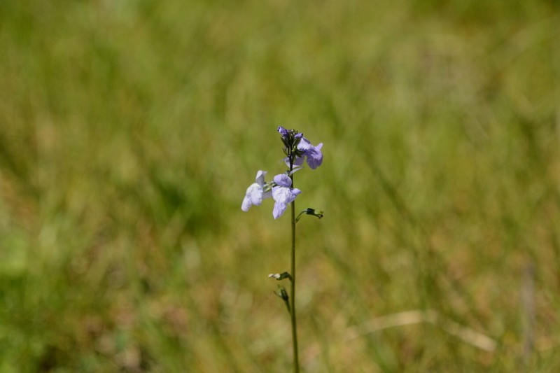 Texas Toadflax photo 2