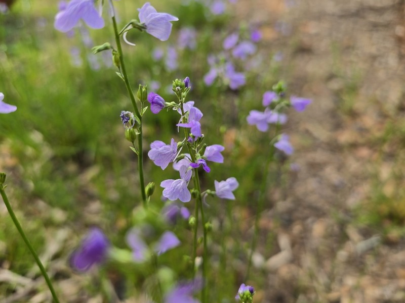 Texas Toadflax photo 3