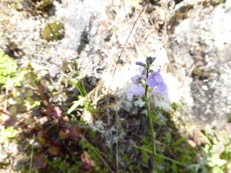Texas Toadflax photo 4