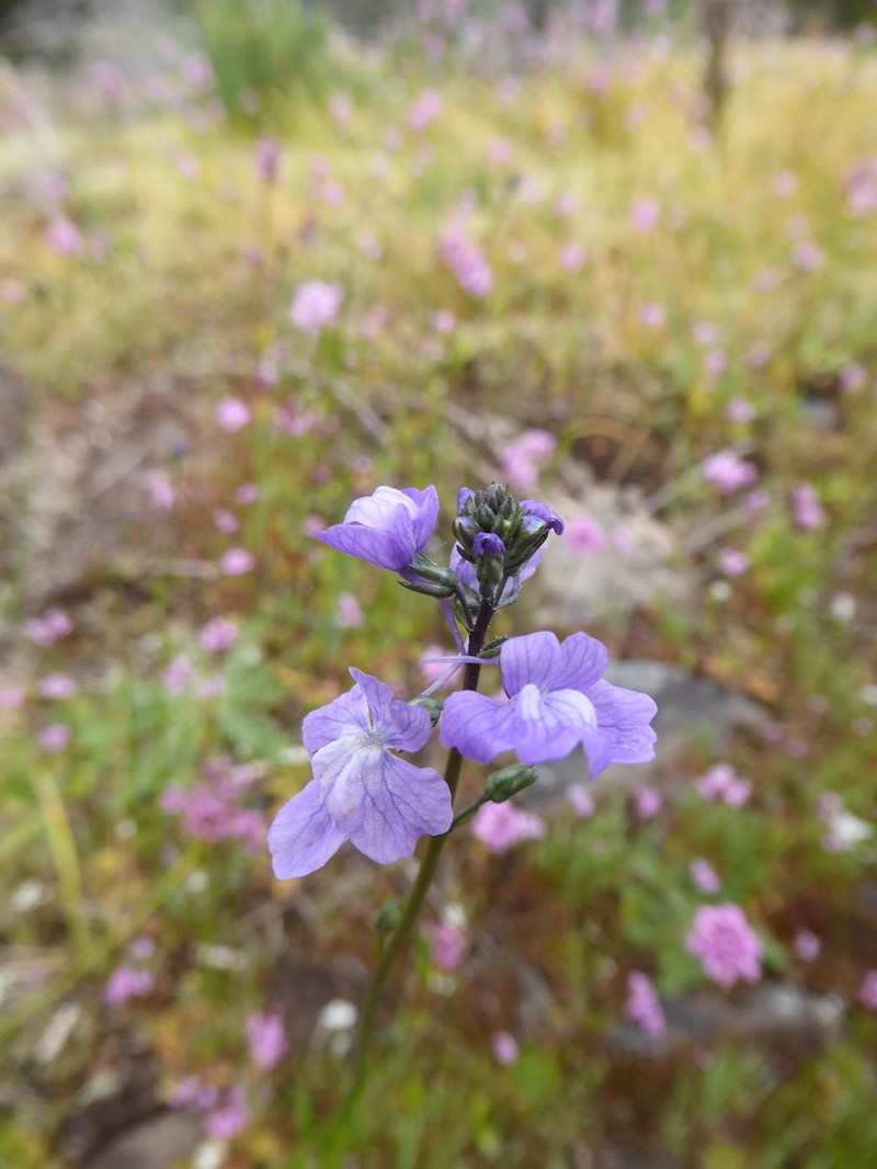 Texas Toadflax photo 5