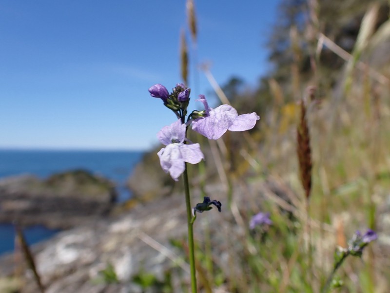 Texas Toadflax photo 6