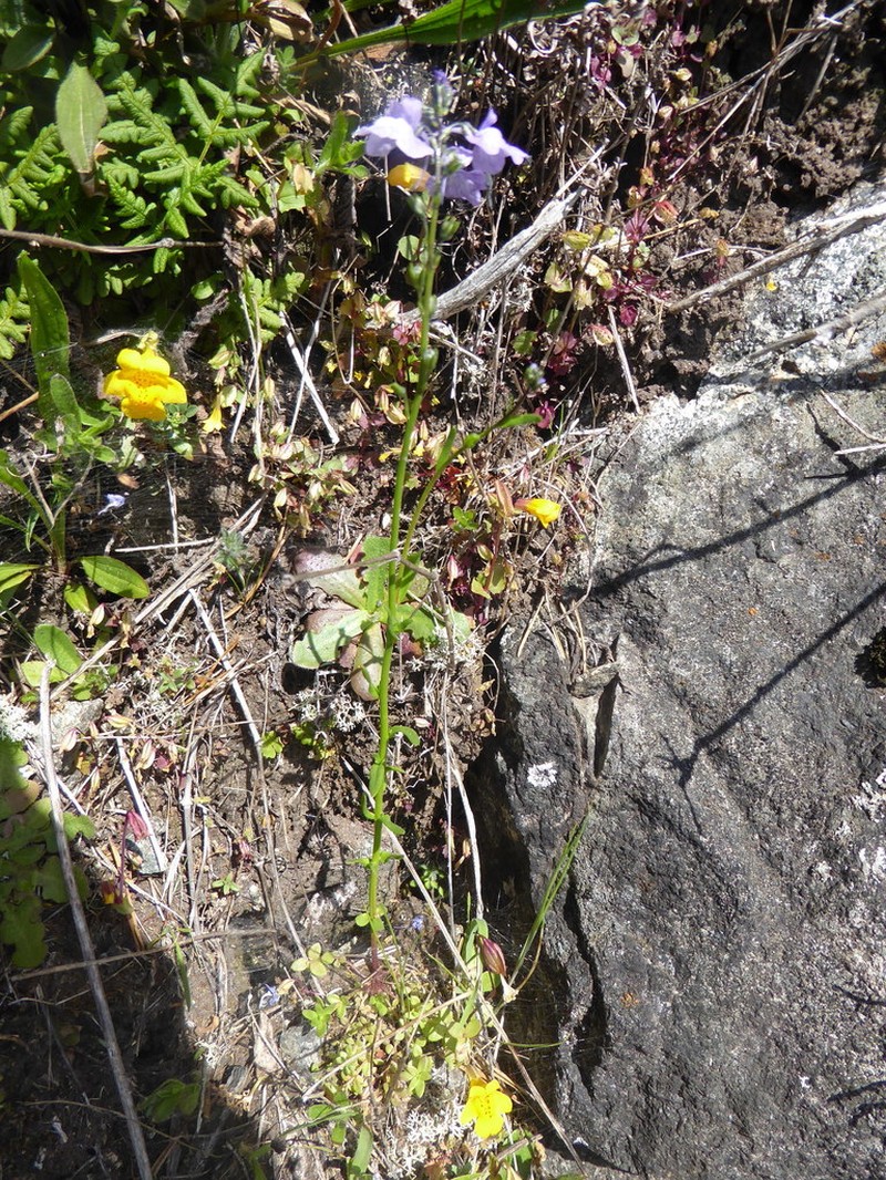 Texas Toadflax photo 7