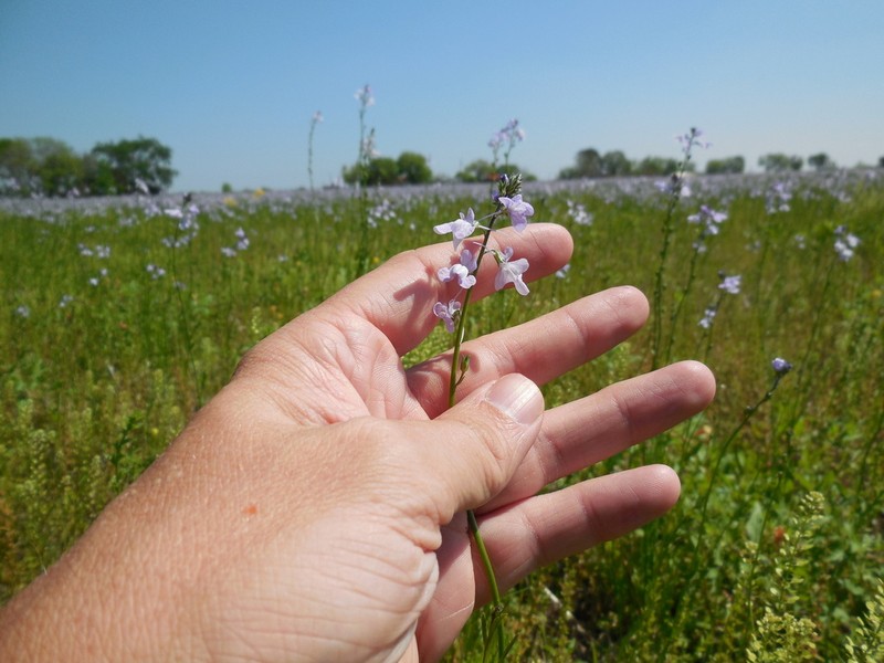 Texas Toadflax photo 8