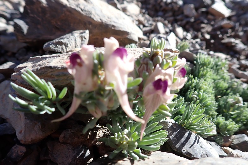 Linaria tristis subsp. lurida photo 2
