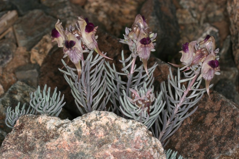 Linaria tristis subsp. lurida photo 3